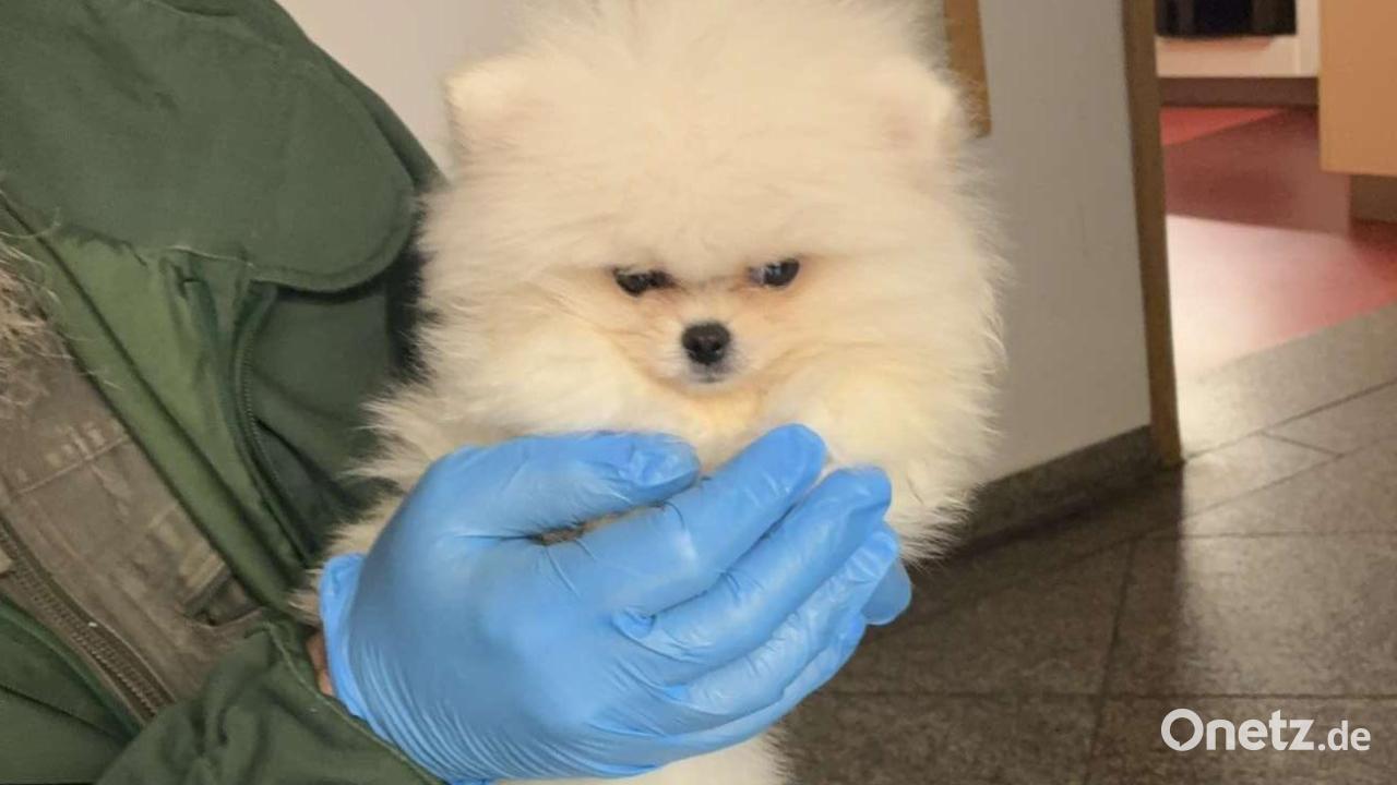 Hundewelpe ohne gültige Papiere bei Kontrolle in Waidhaus