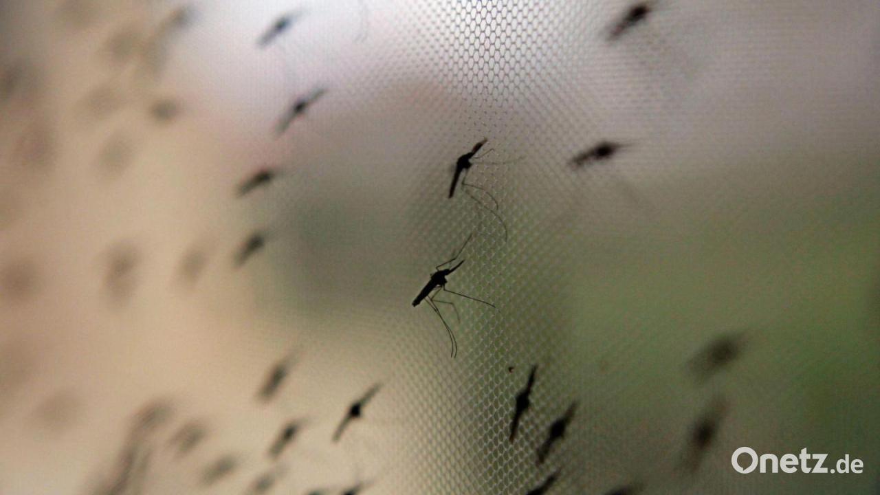 Mediziner: Malaria-Fälle nahe Flughäfen werden zunehmen