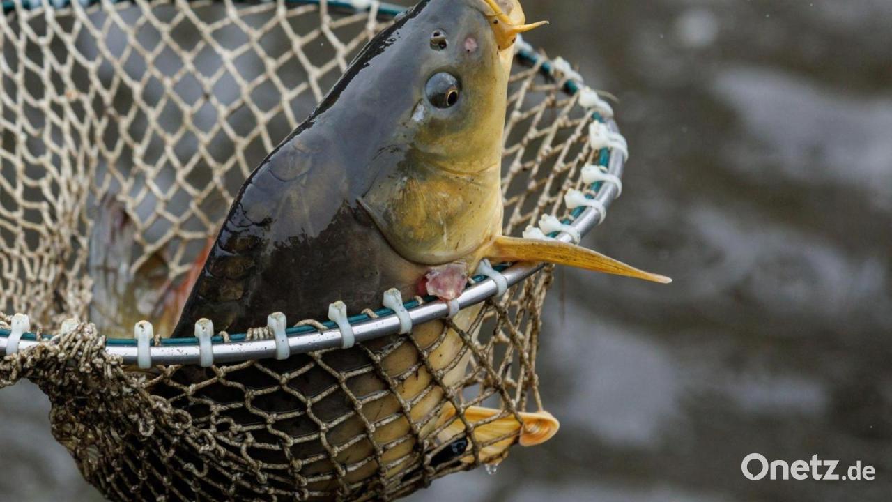 500 Fische in Teichen in Oberfranken gestorben