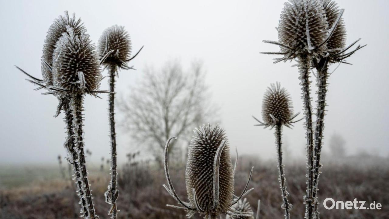 Scheiben kratzen und Pflanzen schützen? Wo Frost droht