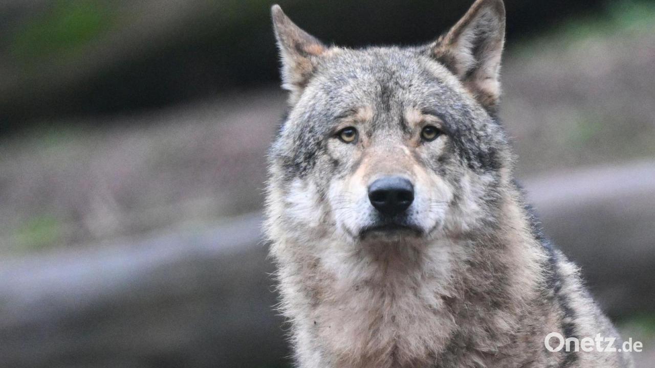 Naturschützer klagen gegen Wolfabschuss im Oberallgäu
