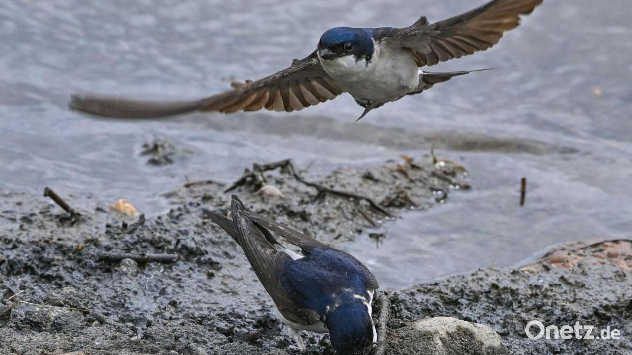„Vogel des Jahres“ - wer hat den Schnabel bisher vorn?