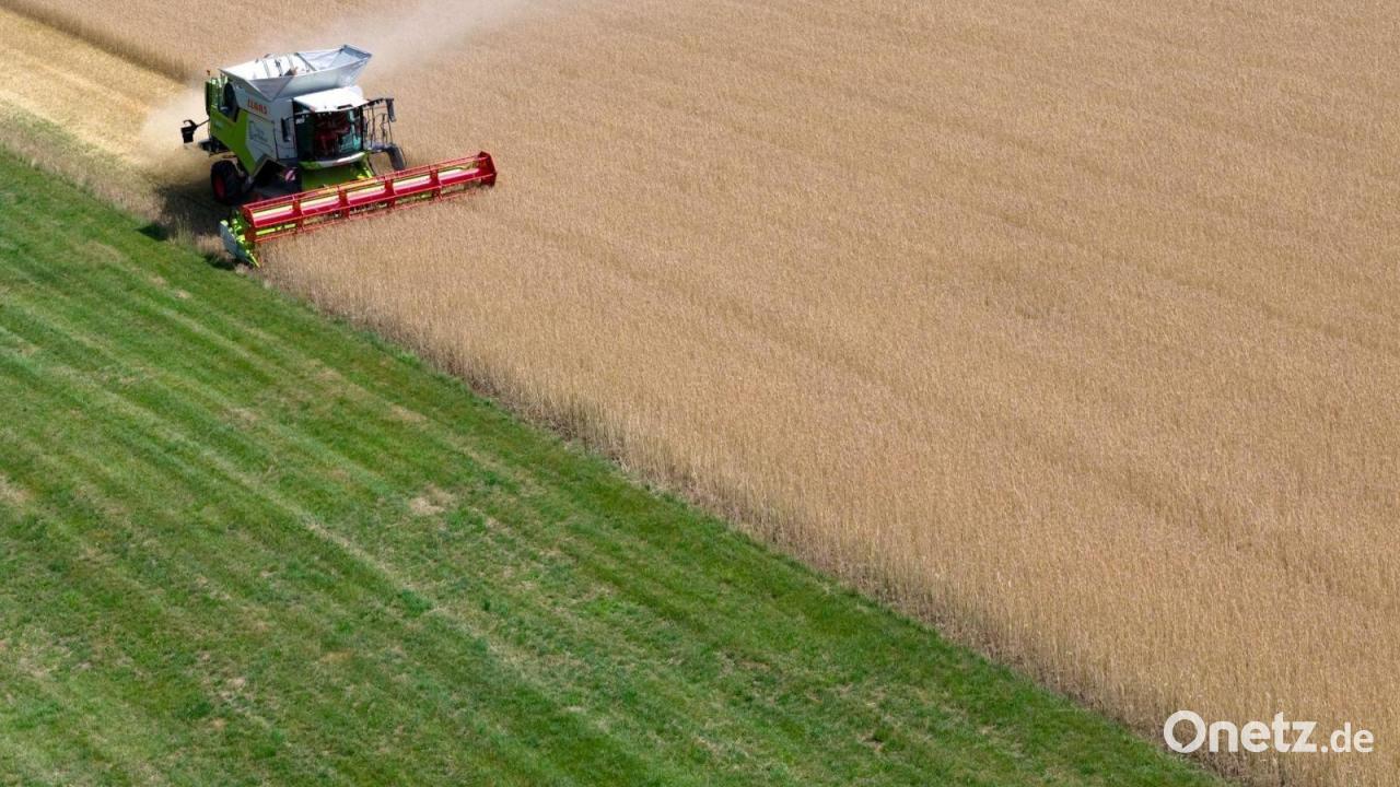 So lief die Ernte für Bauern, Winzer und Hopfenpflanzer