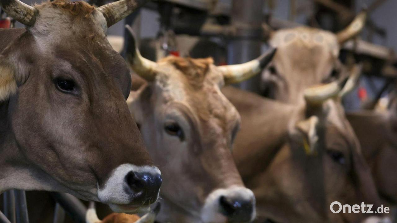 Haftstrafe für Tier-Transporteur wegen Tierquälerei