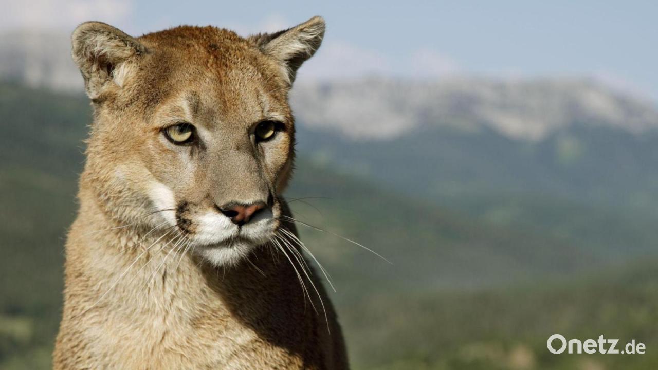 Zoologe: Puma kann 20 Kilometer am Tag zurücklegen