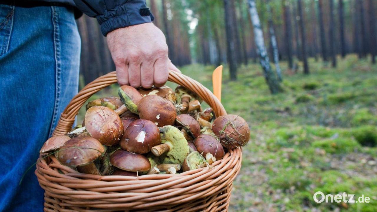 Regen gibt Schwammerlsuchern Hoffnung