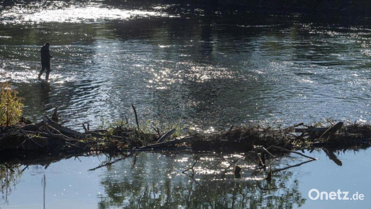 Wiederansiedlung: 40.000 Frauennerflinge ausgewildert