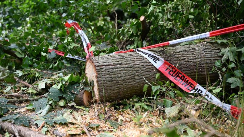 Symbolbild: Michael Brandt/dpa
Gewitter über Wildpark Höllohe: Umgestürzte Bäume beschädigen Fahrzeuge