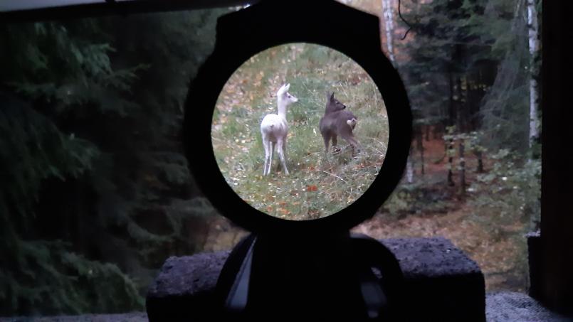 Bild: Bay. Jagdverband / Florian Forster
Eine seltene Aufnahme: Die weiße Geiß mit ihrem besser getarnten Kitz im Oktober 2025. Die Tiere leben zwischen Waidhaus und Schönsee. Der genaue Ort bleibt geheim.