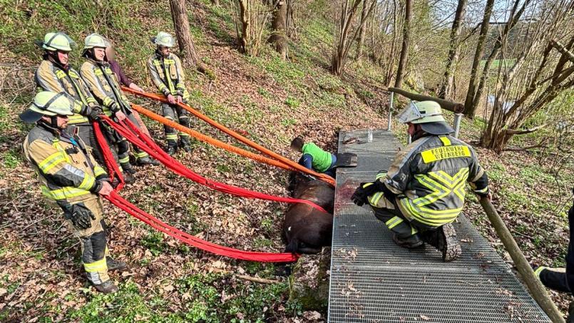 Bild: Feuerwehr Wernberg/exb
Die Feuerwehr musste ein Pferd bei Wernberg-Köblitz befreien. Das Tier war unter einer Brücke eingeklemmt.