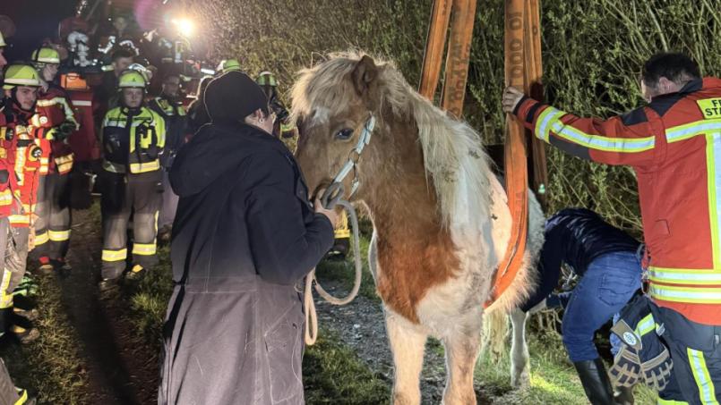 Bild: mde
Pferd Djarfur wurde von Hilfskräften der Polizei und Feuerwehr gerettet.