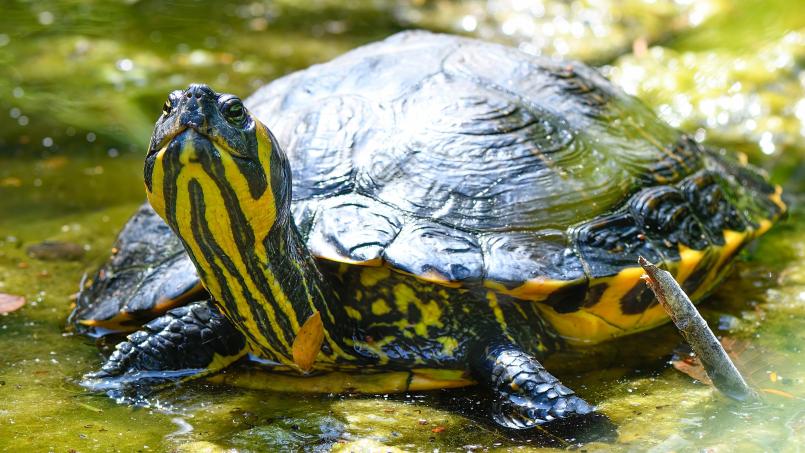 Symbolbild: Steffen Freiling - stock.adobe.com
Eine Gelbwangen-Schmuckschildkröte. Diese Tiere waren vor 20, 30 Jahren mal sehr beliebt – wurden, wenn sie größer wurden, aber oft lästig. Das könnte auch bei einem Exemplar so gewesen sein, das jetzt in Hirschau am Straßenrand gefunden wurde.