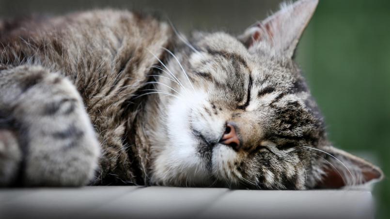 Symbolbild: Martin Gerten/dpa
Die Polizei ermittelt nach möglichem Schuss auf eine Katze.