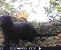 Die Auswertung einer Wildkamera im Landkreis Amberg-Sulzbach ergab eine Überraschung: Ein Mink ist auch bei Tag unterwegs.