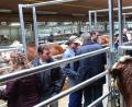 150 000 Euro investierte der Rinderzuchtverband Oberpfalz in den Umbau der Vermarktungshalle im Tierzuchtzentrum. 	Bild: Hirsch