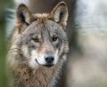 Bild: Bernd Thissen/dpa/Symbolbild
Ein Wolf (Canis Lupus Lupus), aufgenommen am 18.01.2017 in einem Gehege des Biotopwildpark Anholter Schweiz in Isselburg (Nordrhein-Westfalen).