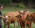 Die Mutterkuhherde von Biobauer und -Hofmetzger Klaus Hofmann beweidet die Landschaft rund um Schmidtstadt im Amberg-Sulzbacher Land. Das Fleisch der Rinder wird auch von einzelnen Gastronomen im Amberg-Sulzbacher Land geschätzt und verarbeitet.