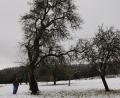 Ein Edelsfelder Streuobstbauer steht neben dem größten Baum seiner Streuobstwiese: "Mein Vater erzählt, dass dieser Baum schon groß war, als sein Vater die Wiese gekauft hat - 1920. Der hat die besten Äpfel und inzwischen auch einen kleinen Bruder für die nächsten Generationen."