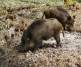Bild: bö
Wildschwein-Mütter mit Frischlingen dürfen derzeit nicht geschossen werden.
