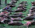 Wildschweine nach einer Treibjagd bei Glais in Mecklenburg-Vorpommern als Strecke ausgelegt. 	Bild: Jens Büttner/dpa