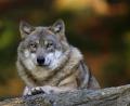 Es sei nur eine Frage der Zeit, bis der Wolf wieder in der Region heimisch wird, sind sich die Jagdgenossen und die Fachleute einig.

	Archivbild:

	Marcus Bosch