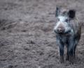 Der Kümmersbrucker Bauausschuss will keinen Sammelplatz für tote Wildschweine, die mit Schweinepest infiziert sind, hinter der Außenstelle des Theuerner Museums. 	Bild: Hirschberger/dpa