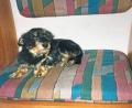 Das ist die Hunde-Dame Gina, die stolze 19 Jahre alt wurde. Seit 15 Jahren gehörte sie zur Familie von Christine und Alfred Conci, die nun sehr um ihren Vierbeiner trauert.	Bild: exb