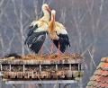 Da waren sie noch vereint und glücklich: Ein Storch des Luher Pärchens ist nun tot.	Bild: exb