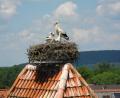 Hoch auf dem Amberger Tor nisten seit bald hundert Jahren Weißstörche in Hahnbach