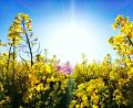Bild: Anja Gärtner
Sonne und Raps