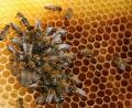 Die ÖDP will mit einem Volksbegehren den Schutz der Bienen in Bayern festschreiben. Bild: Ingrid Popp