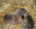 Riesenfreude im Wildpark Mehlmeisel: Das Luchsweibchen "Diana" hat zwei Junge zur Welt gebracht.  	Bild: Wildpark Mehlmeisel
