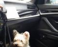 Bild: Polizei Schwandorf
Schwandorfer Polizisten befreien diesen Hund aus einem überhitzem Auto.