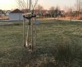 Der Biber hat in den Vilsauen beim Pavillon ganze Arbeit geleistet, an jedem Baum oder Strauch ohne Schutzgitter entlang der Vils sind seine Spuren zu sehen.	Bild: e