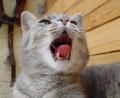Bild: Götz, Gerhard 
Mit einem beherzten Griff ins Katzenmaul rettet ein Weidener Ehepaar ihrem Vierbeiner das Leben – und landen beide im Krankenhaus. Wie scharf so kleine Zähnchen können, ist an dieser Katze zu sehen.