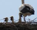 Bild: Köppl
Drei schon prächtig herangewachsene Jungvögel recken ihre hungrigen Schnäbel aus dem Horst und fordern die Eltern pausenlos bei der Nahrungssuche.