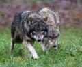 Symbolbild: Carsten Rehder/dpa
Der Wolf ist zurück