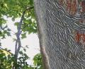 Bild: exb
Hier hat eine gewaltige Menge an Eichenprozessionsspinnern einen Baum auf einem Privatgrundstück in Auerbach befallen.
