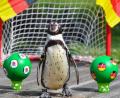 Bild: Patrick Pleul
Orakeln kann Pinguin Flocke aus dem Spreewald quasi schon mit links - schon bei vielen Fußball-Spielen der deutschen Elf probierte er es aus. Und lag dann oft richtig.