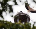 Bild: Schönberger
Die Flatter macht der Storch. Es wird zu eng im Horst auf dem Alten Schulhaus.