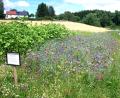 Bild: njn
Diese Bienenweide beim Kühstein ist nach Imkervorsitzenden Klaus Schmidt ein mustergültiger Blühstreifen.