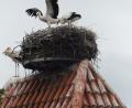 Bild: ibj
Im Beisein eines Altvogels neben dem Nest versuchen die Storchenkinder ihre Flugübungen.