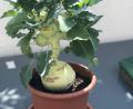 Bild: Voh
Ludwig Vohs Kohlrabi macht glatt einem Bonsai Konkurrenz.