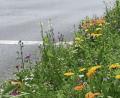 Bild: mte
Wildblumen in der Stadt.