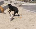 Bild: plym
Labradormix Diego, Lahsa-Apso Bravo und Dinchermix Odo beim Spielen im Hof.