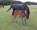Bild: Michaela Lowak
Einen Namen hat das Fohlen noch nicht, dennoch ist es der ganze Stolz von Züchter Bernhard Käß. Neugierig blickt die kleine Rottaler-Stute in Kamera. Mama "Miss Ellie" nimmt den Fototermin gelassen.