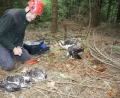 Bild: edo
Unterschiedliche Strategien verfolgten die drei Fischadler- Küken bei der Beringung durch Dr. Daniel Schmidt- Rothmund, dem Fischadler- Beauftragten der Oberpfalz. Während zwei sich „tot“ stellten, zeigte sich das dritte deutlich angriffslustiger. Nachdem die Ringe angebracht worden waren, brachte Forstwirt Ralph Häfner das Trio wieder unbeschadet in ihren Horst.