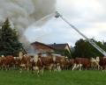 Bild: Völkl
Die Kühe wurden ins Freie getrieben. Mit der Drehleiter wurde der Brand von oben bekämpft.
