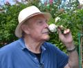 Bild: mip
Eine volle Rosenblüte im Juli ist der Traum für alle Rosenfreunde. Danach steht der wichtige Sommerschnitt an.