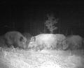 Bild: Thomas Schaller
Wildschweine bei Nacht.